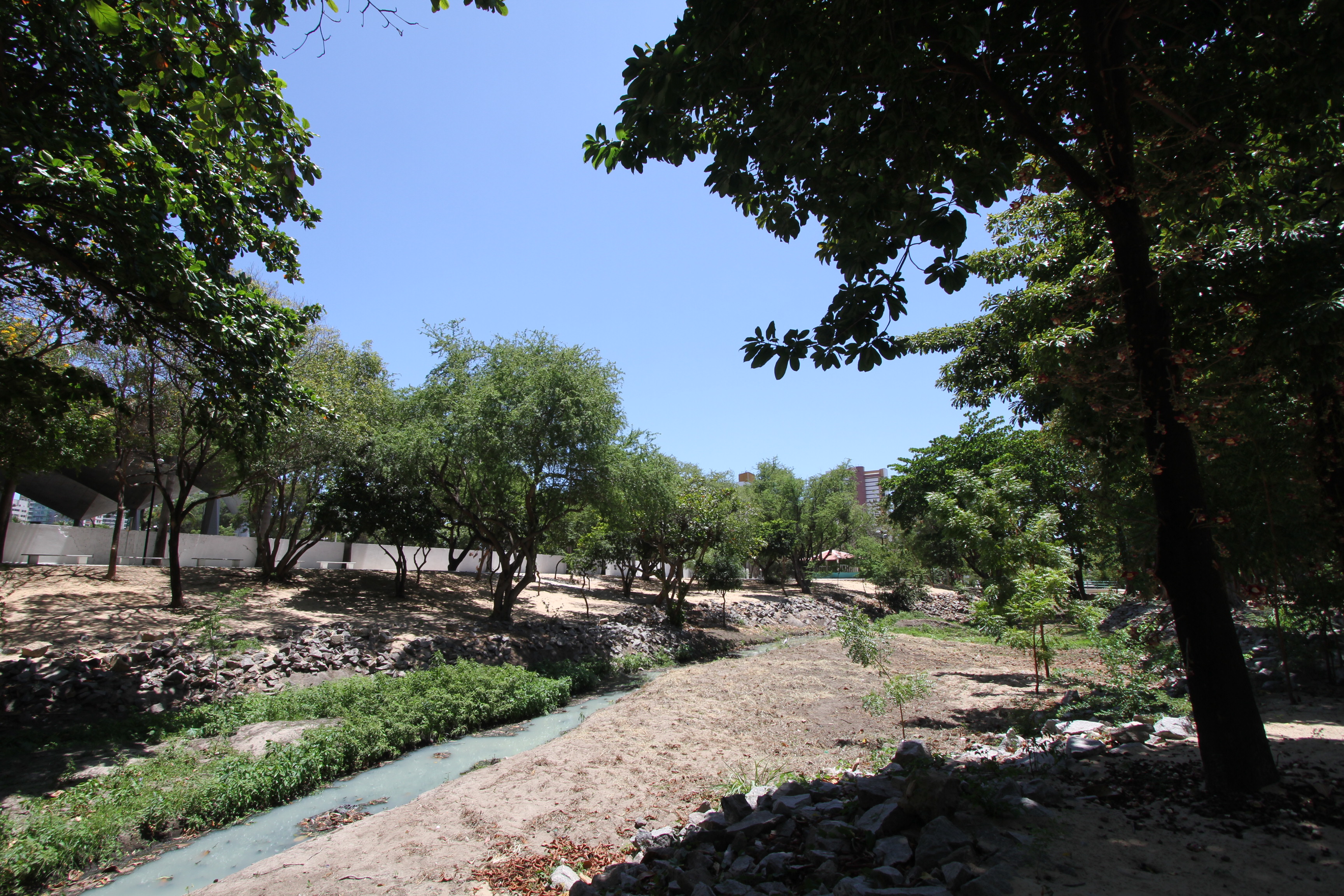 foto de árvores no Parque Parreão